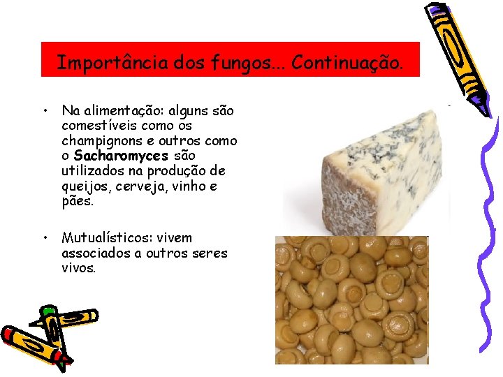 Importância dos fungos. . . Continuação. • Na alimentação: alguns são comestíveis como os