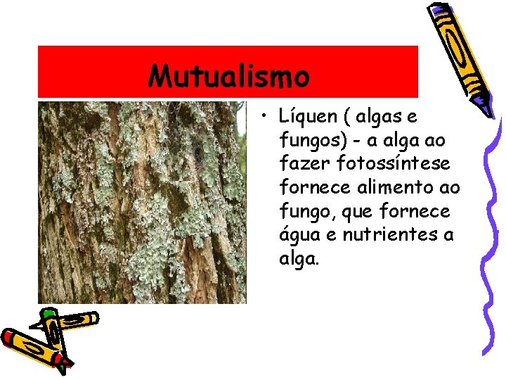 Mutualismo • Líquen ( algas e fungos) - a alga ao fazer fotossíntese fornece