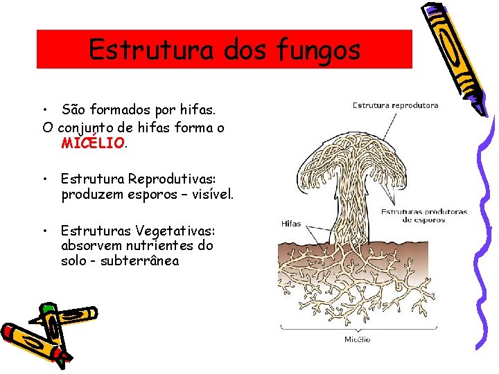 Estrutura dos fungos • São formados por hifas. O conjunto de hifas forma o
