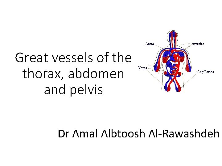 Great vessels of the thorax, abdomen and pelvis Dr Amal Albtoosh Al-Rawashdeh 