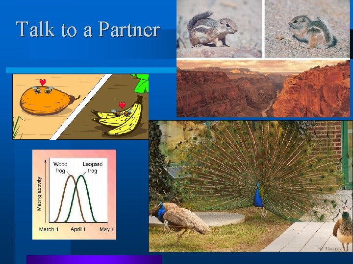 Talk to a Partner Talk to a Partner