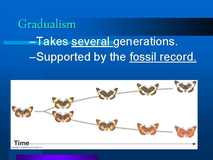 Gradualism –Takes several generations. –Supported by the fossil record. Gradualism –Takes several generations. –Supported by the fossil record.