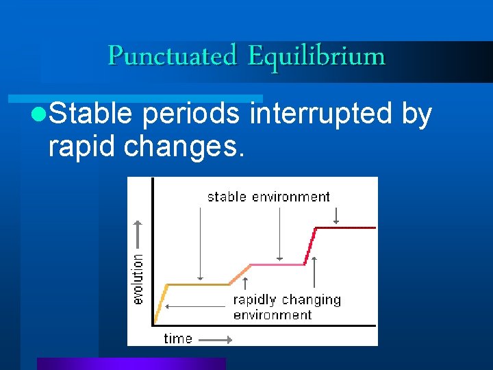 Punctuated Equilibrium l. Stable periods interrupted by rapid changes. Punctuated Equilibrium l. Stable periods interrupted by rapid changes.