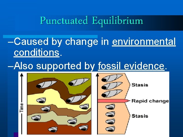 Punctuated Equilibrium –Caused by change in environmental conditions. –Also supported by fossil evidence. Punctuated Equilibrium –Caused by change in environmental conditions. –Also supported by fossil evidence.
