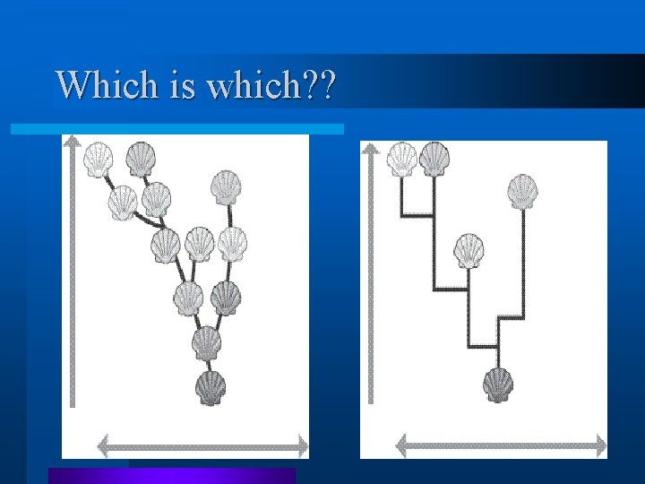 Which is which? ? Which is which? ?