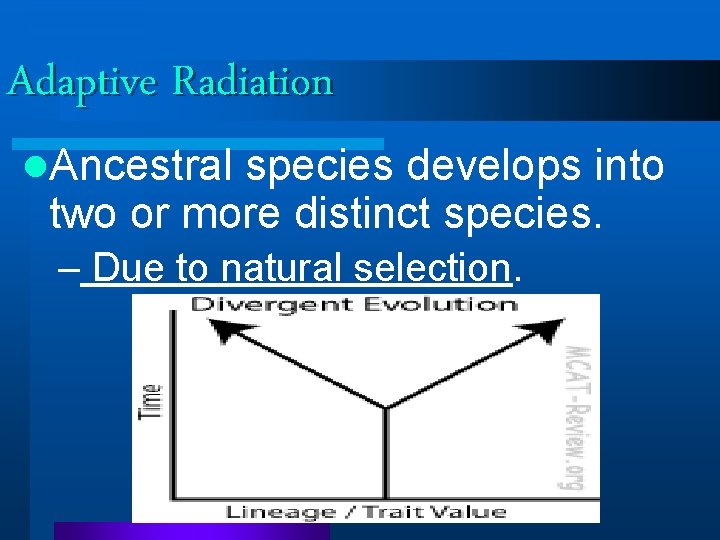 Adaptive Radiation l. Ancestral species develops into two or more distinct species. – Due Adaptive Radiation l. Ancestral species develops into two or more distinct species. – Due