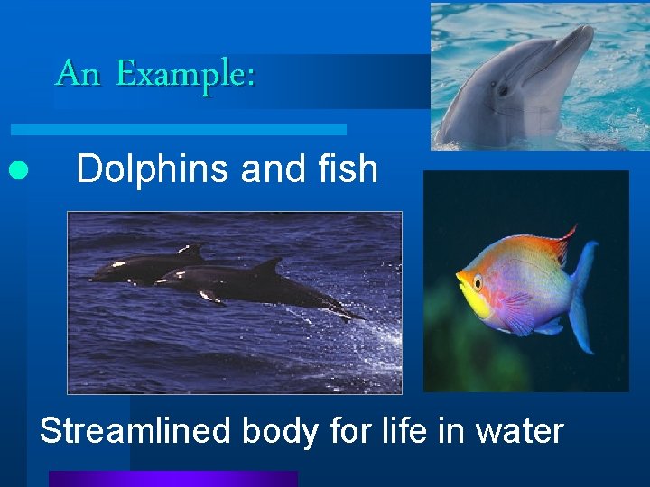 An Example: l Dolphins and fish Streamlined body for life in water An Example: l Dolphins and fish Streamlined body for life in water