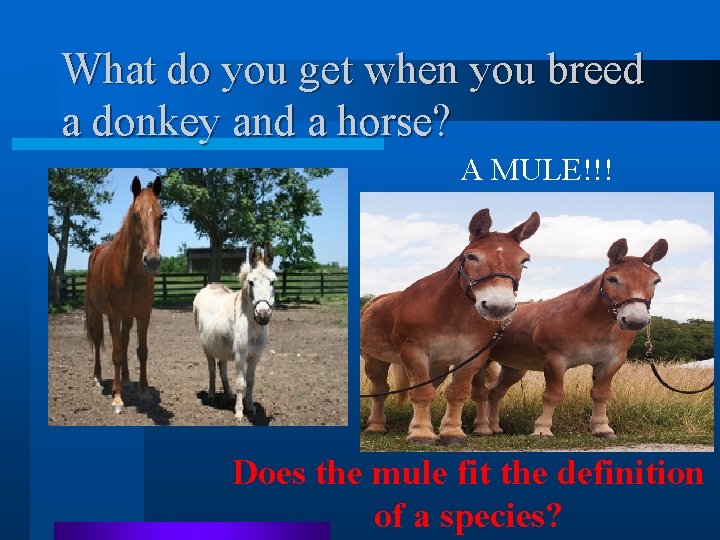 What do you get when you breed a donkey and a horse? A MULE!!! What do you get when you breed a donkey and a horse? A MULE!!!