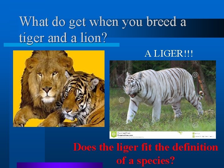 What do get when you breed a tiger and a lion? A LIGER!!! Does What do get when you breed a tiger and a lion? A LIGER!!! Does