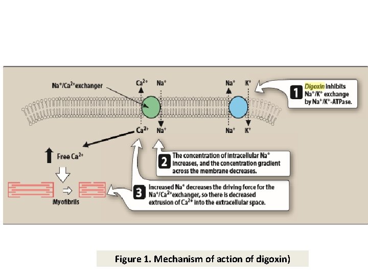 Figure 1. Mechanism of action of digoxin) Figure 1. Mechanism of action of digoxin)