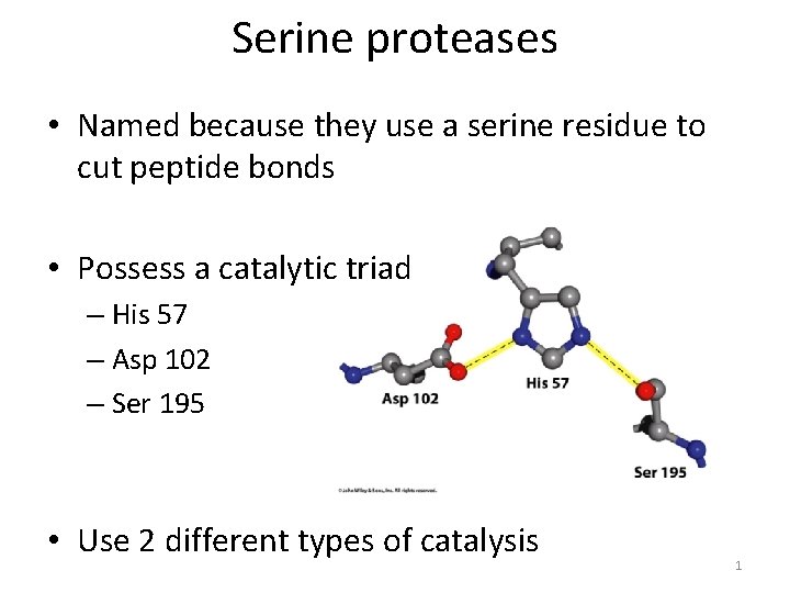 Serine proteases • Named because they use a serine residue to cut peptide bonds