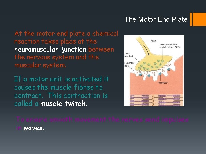 The Motor End Plate At the motor end plate a chemical reaction takes place The Motor End Plate At the motor end plate a chemical reaction takes place