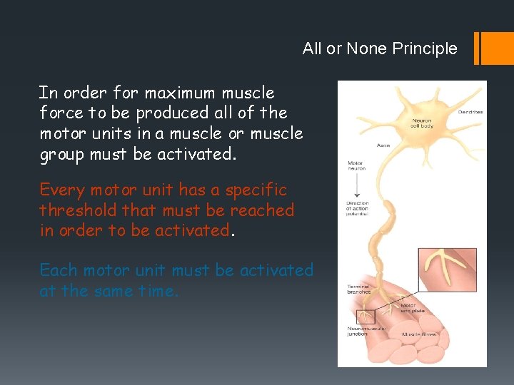 All or None Principle In order for maximum muscle force to be produced all All or None Principle In order for maximum muscle force to be produced all