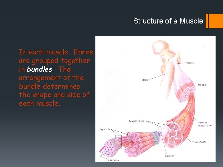 Structure of a Muscle In each muscle, fibres are grouped together in bundles. The Structure of a Muscle In each muscle, fibres are grouped together in bundles. The