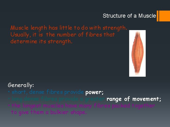 Structure of a Muscle length has little to do with strength. Usually, it is Structure of a Muscle length has little to do with strength. Usually, it is