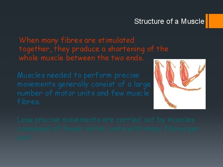Structure of a Muscle When many fibres are stimulated together, they produce a shortening Structure of a Muscle When many fibres are stimulated together, they produce a shortening
