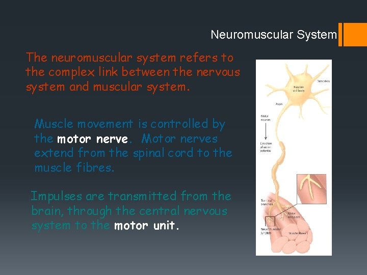 Neuromuscular System The neuromuscular system refers to the complex link between the nervous system Neuromuscular System The neuromuscular system refers to the complex link between the nervous system