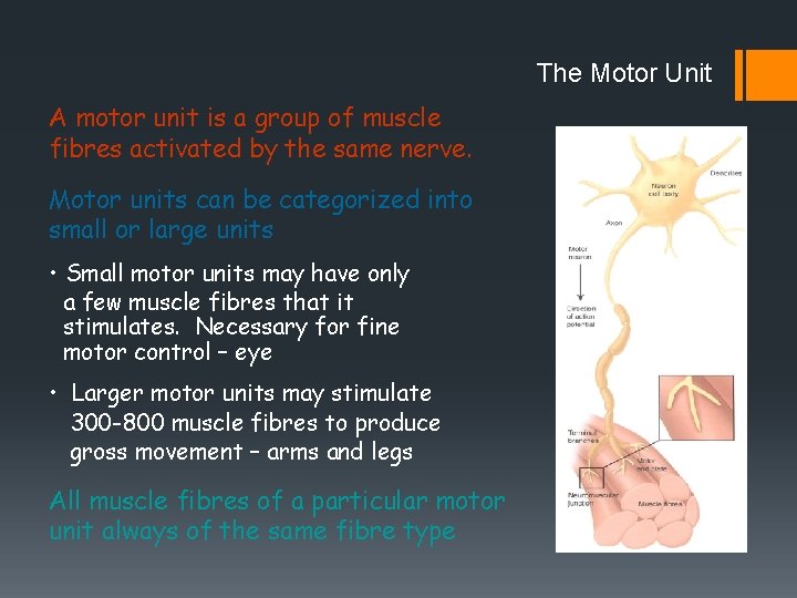 The Motor Unit A motor unit is a group of muscle fibres activated by The Motor Unit A motor unit is a group of muscle fibres activated by
