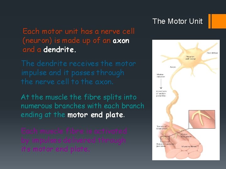 The Motor Unit Each motor unit has a nerve cell (neuron) is made up The Motor Unit Each motor unit has a nerve cell (neuron) is made up