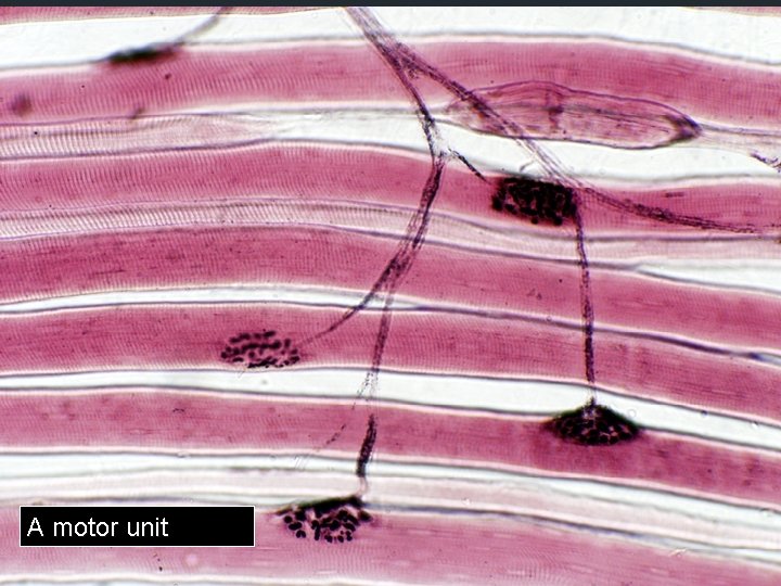 Mechanics of a Muscle Contraction § What stimulates a muscle to contract? § Your Mechanics of a Muscle Contraction § What stimulates a muscle to contract? § Your
