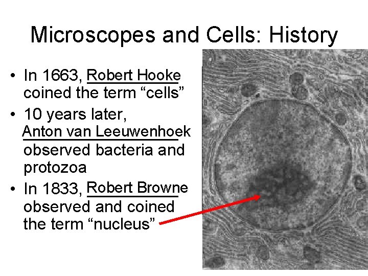 Microscopes and Cells: History Hooke • In 1663, Robert _____ coined the term “cells”