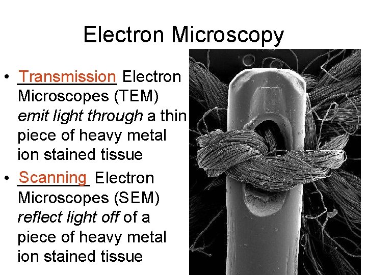Electron Microscopy • ______ Transmission Electron Microscopes (TEM) emit light through a thin piece