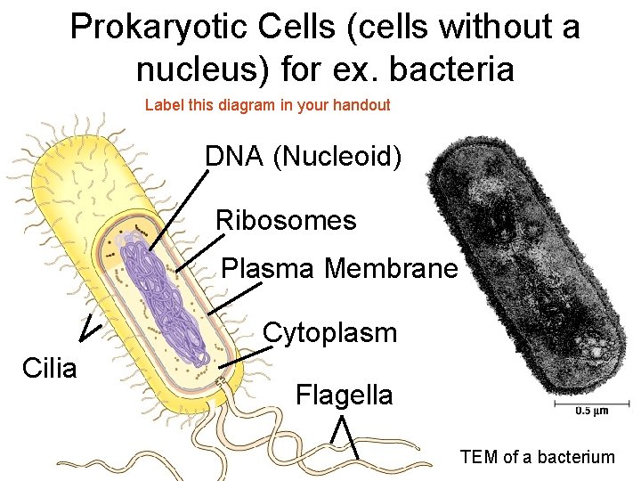 Prokaryotic Cells (cells without a nucleus) for ex. bacteria Label this diagram in your