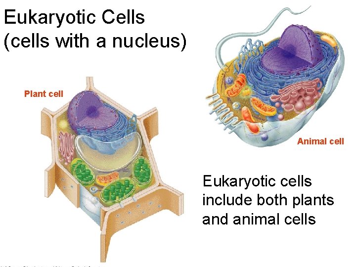 Eukaryotic Cells (cells with a nucleus) Plant cell Animal cell Eukaryotic cells include both