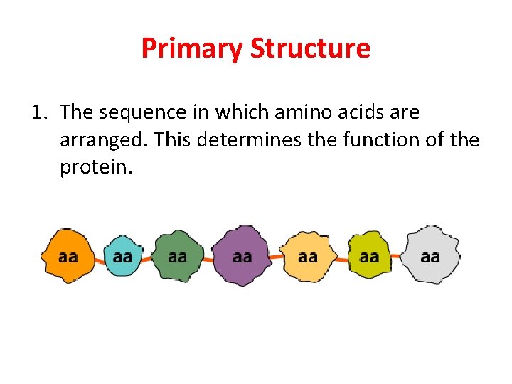 Primary Structure 1. The sequence in which amino acids are arranged. This determines the