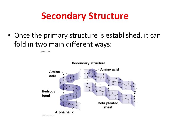 Secondary Structure • Once the primary structure is established, it can fold in two