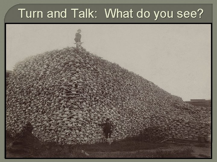 Turn and Talk: What do you see? 