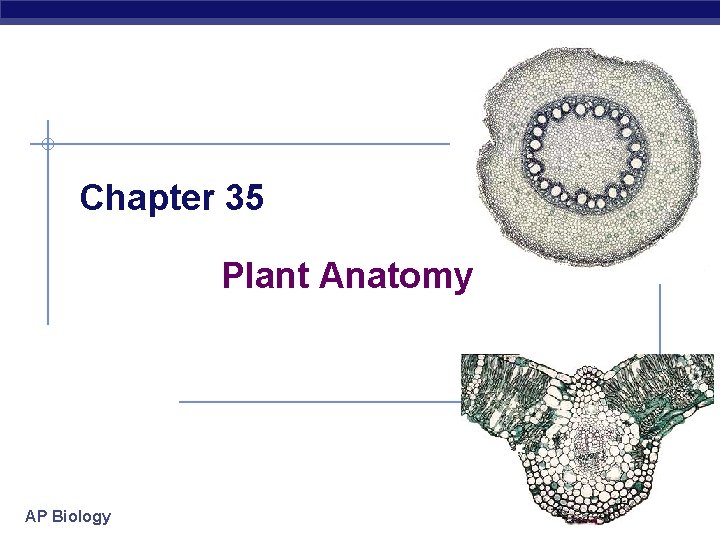 Chapter 35 Plant Anatomy AP Biology 