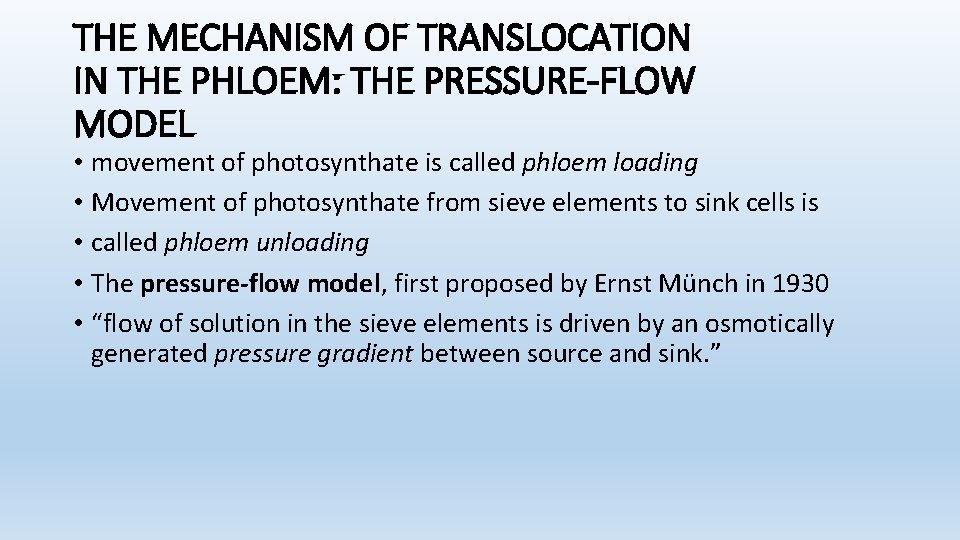 THE MECHANISM OF TRANSLOCATION IN THE PHLOEM: THE PRESSURE-FLOW MODEL • movement of photosynthate