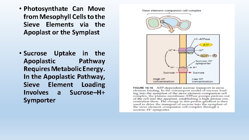  • Photosynthate Can Move from Mesophyll Cells to the Sieve Elements via the