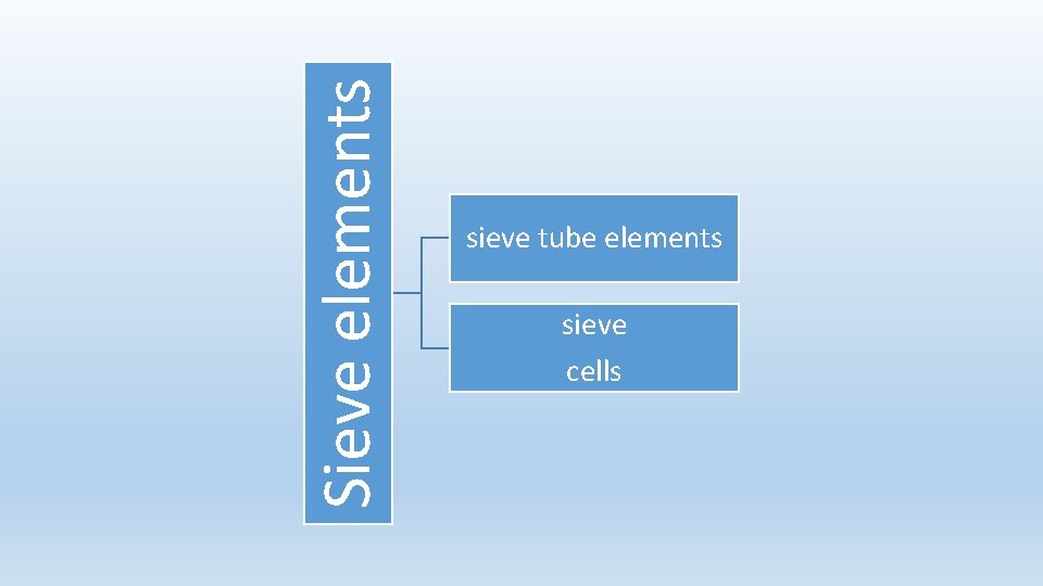 Sieve elements sieve tube elements sieve cells 