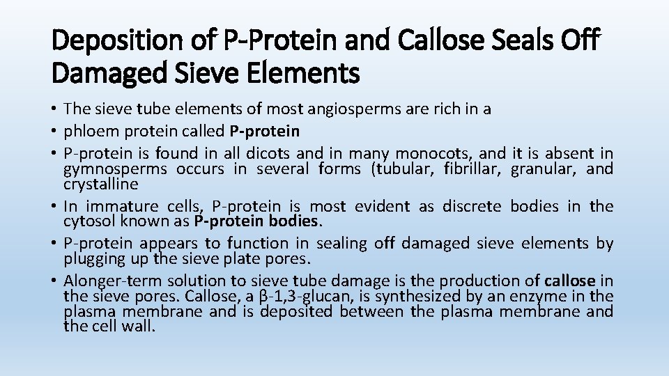 Deposition of P-Protein and Callose Seals Off Damaged Sieve Elements • The sieve tube