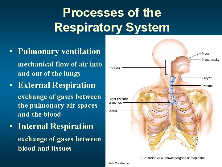 Processes of the Respiratory System • Pulmonary ventilation mechanical flow of air into and