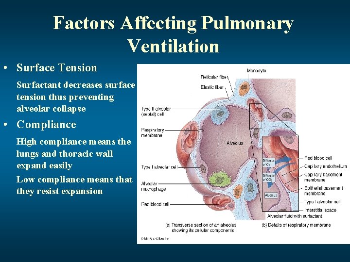 Factors Affecting Pulmonary Ventilation • Surface Tension Surfactant decreases surface tension thus preventing alveolar