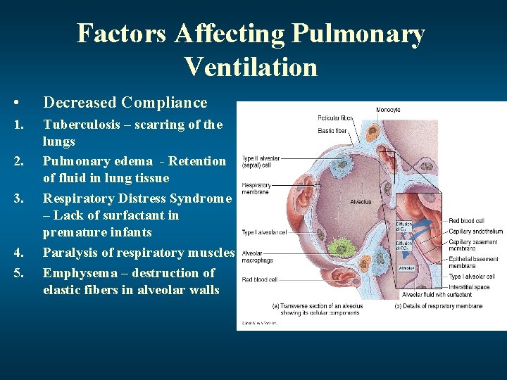 Factors Affecting Pulmonary Ventilation • Decreased Compliance 1. Tuberculosis – scarring of the lungs