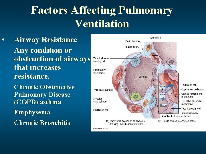 Factors Affecting Pulmonary Ventilation • Airway Resistance Any condition or obstruction of airways that
