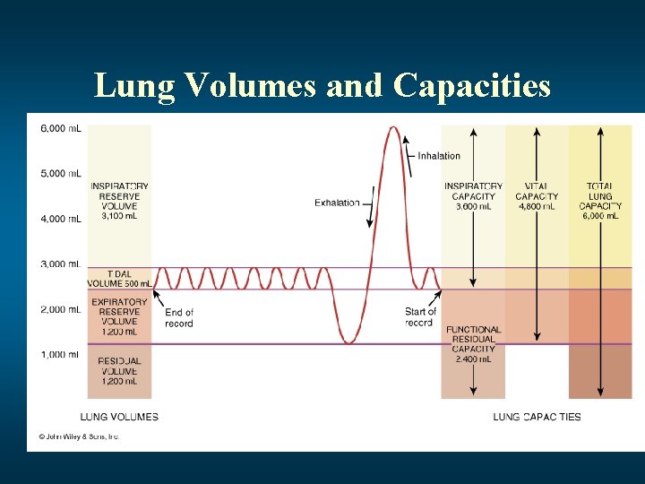 Lung Volumes and Capacities 
