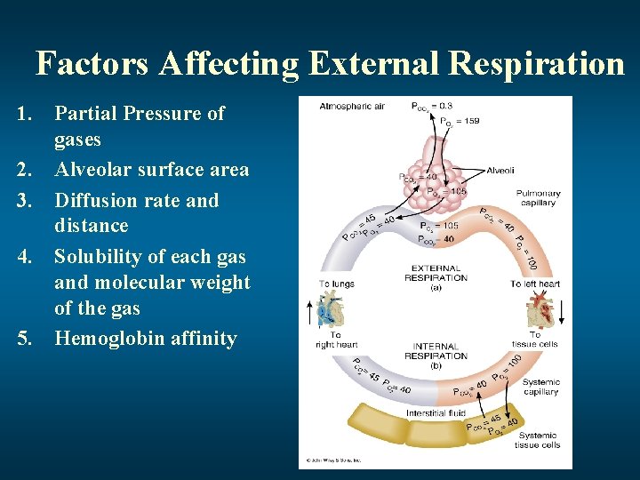 Factors Affecting External Respiration 1. Partial Pressure of gases 2. Alveolar surface area 3.