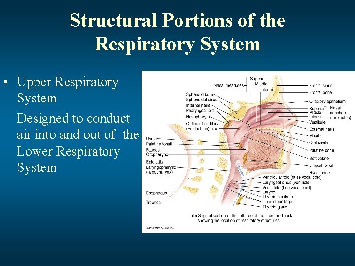 Structural Portions of the Respiratory System • Upper Respiratory System Designed to conduct air