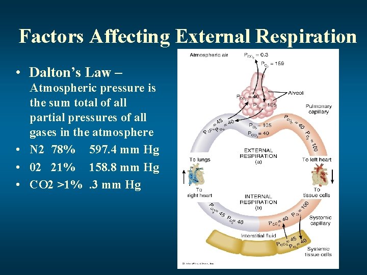 Factors Affecting External Respiration • Dalton’s Law – Atmospheric pressure is the sum total