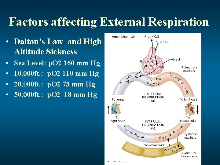 Factors affecting External Respiration • Dalton’s Law and High Altitude Sickness • • Sea
