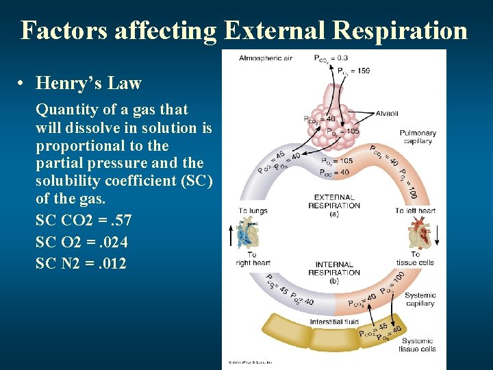 Factors affecting External Respiration • Henry’s Law Quantity of a gas that will dissolve