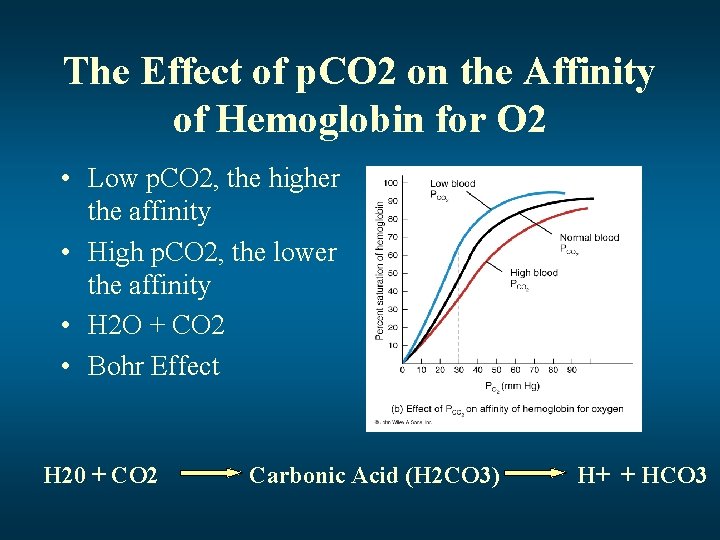 The Effect of p. CO 2 on the Affinity of Hemoglobin for O 2