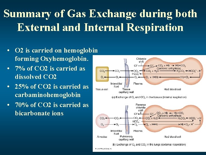 Summary of Gas Exchange during both External and Internal Respiration • O 2 is