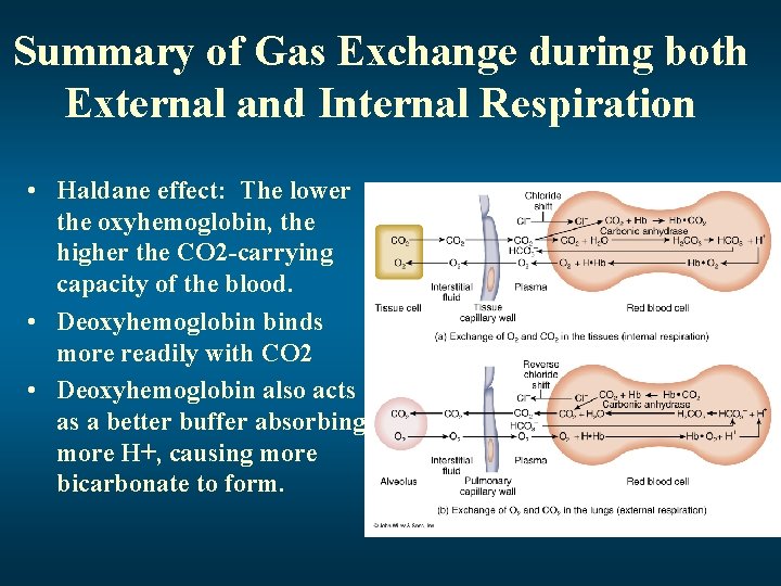 Summary of Gas Exchange during both External and Internal Respiration • Haldane effect: The