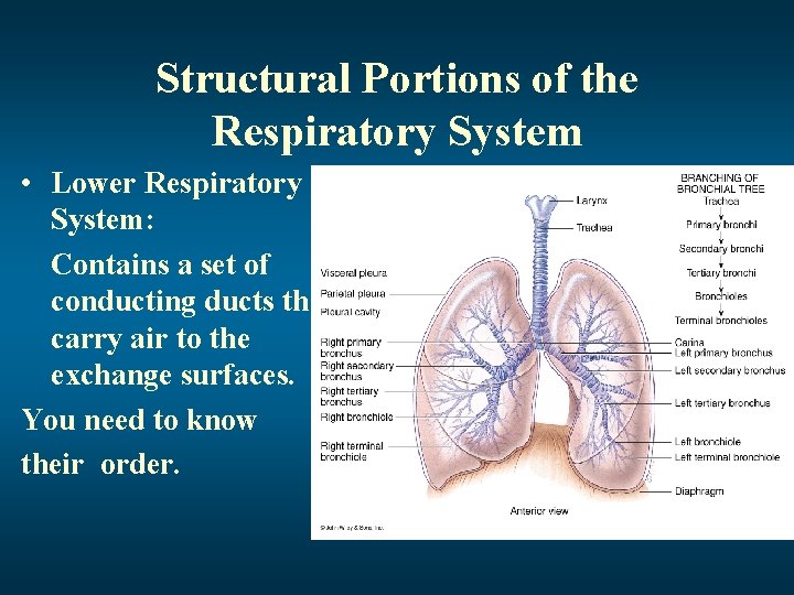 Structural Portions of the Respiratory System • Lower Respiratory System: Contains a set of